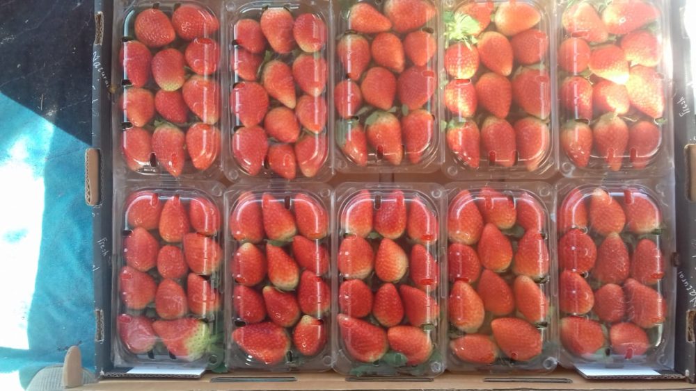 فراولة - الصورة 11