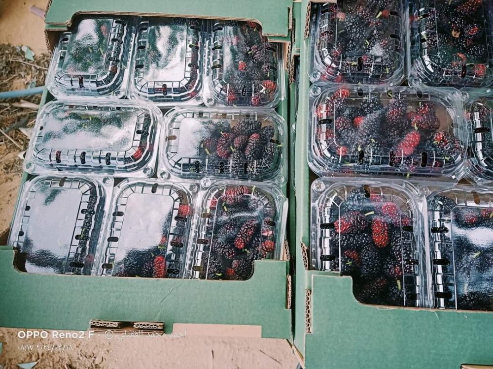 توت - الصورة 3